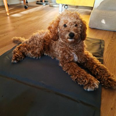 Polly liegt auf einer schwarzen Matte auf dem Holzboden im Wohnzimmer und schaut in die Kamera.