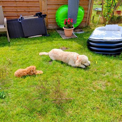 Polly liegt mit einem hellen Hund auf dem grünen Rasen im Garten und ruht sich aus.