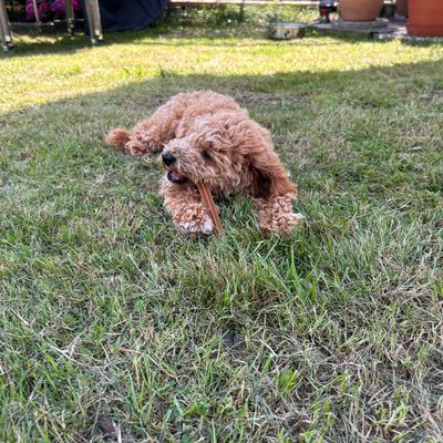Polly liegt im Gras im Garten und kaut entspannt auf einem Stick.