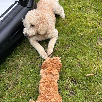 Polly liegt auf einer Wiese neben einem schwarzen Schlauchboot und spielt mit einem kleineren Hund am Stick.
