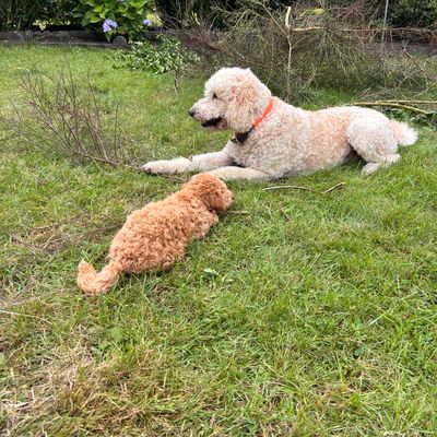 Polly liegt im Garten auf der Wiese neben einem größeren Pudel und schaut ihn an.