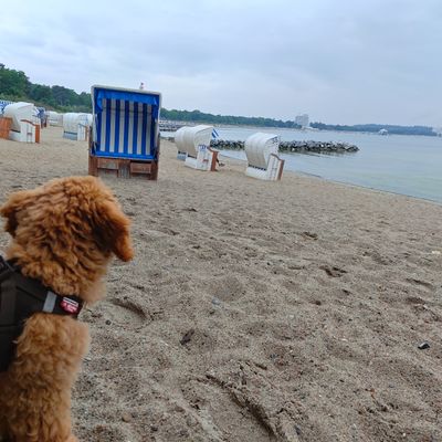 Polly sitzt am Strand und schaut aufs ruhige Meer mit Strandkörben im Hintergrund.