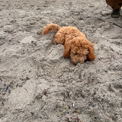Polly, ein apricotfarbener Zwergpudel-Welpe, liegt am Strand halb im Sand eingegraben und schnüffelt neugierig.
