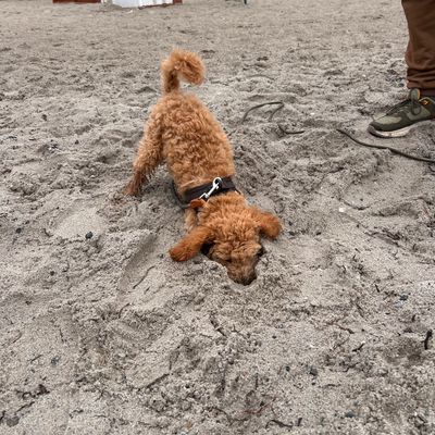 Polly gräbt mit dem Kopf im Sand am Strand, während ihr Körper mit erhobenem Po aus einer kleinen Sandsenke schaut.