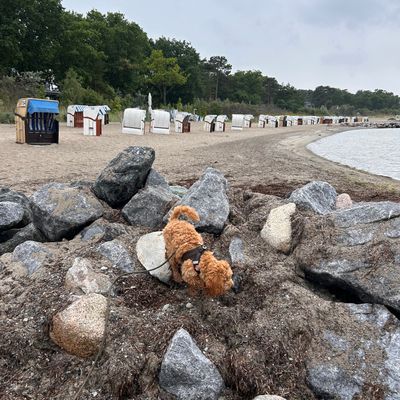 Polly schnüffelt an den Steinen am Ufer eines Strandes mit Strandkörben im Hintergrund.