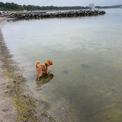 Polly steht an der Uferkante im flachen Wasser und schaut hinaus aufs Meer.