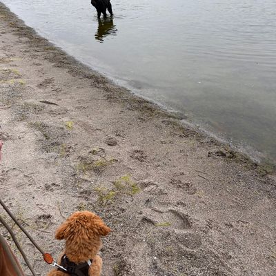 Polly sitzt am sandigen Ufer und schaut gespannt zu einem schwarzen Hund im flachen Wasser.