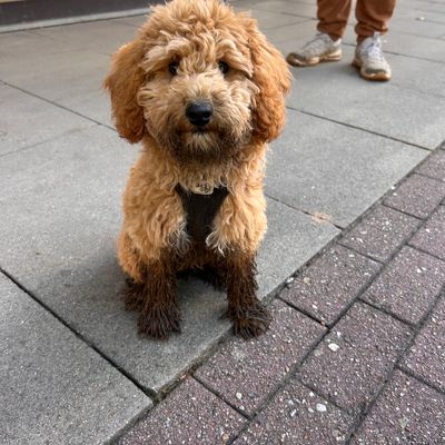 Polly sitzt auf dem Gehweg und schaut neugierig in die Kamera.