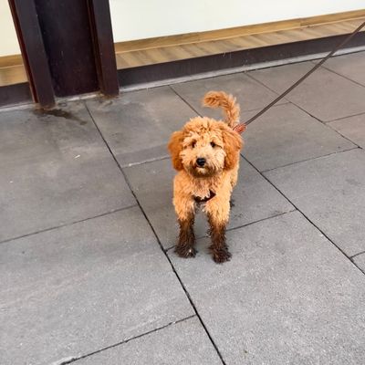 Polly, ein apricotfarbener Zwergpudel-Welpe, steht auf einem grauen Gehweg vor einem Schaufenster und schaut in die Kamera.