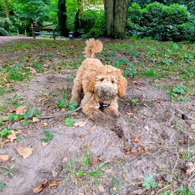 Polly steht im Wald auf einem erdigen Weg und schnüffelt neugierig mit schmutzigen Pfötchen in die Kamera.