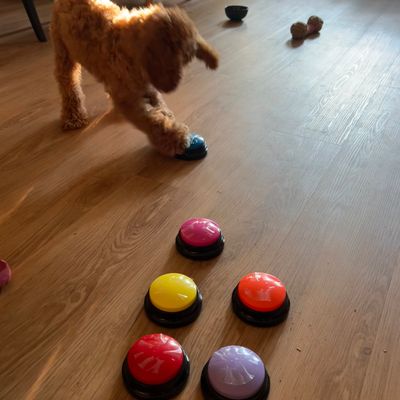 Polly spielt im Wohnzimmer mit bunten Knöpfen auf dem Boden und tippt einen blauen Knopf mit der Pfote an.
