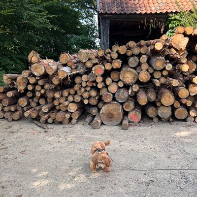 Polly steht an einer großen Holzstapelwand vor einem Schuppen auf einem Weg und schnüffelt am Boden.