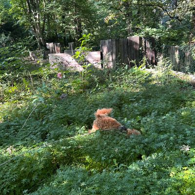 Polly im grünen Waldstück beim Schnüffeln und Erkunden zwischen Pflanzen und altem Holz