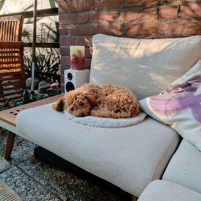Polly schläft zusammengerollt auf einem hellen Sofa auf der Terrasse in der Sonne.