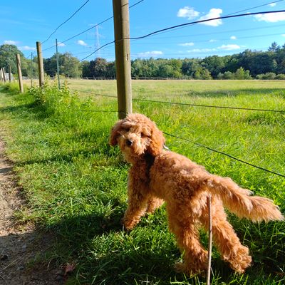Polly steht an einem sonnigen Feldweg im Gras und blickt neugierig in die Kamera.
