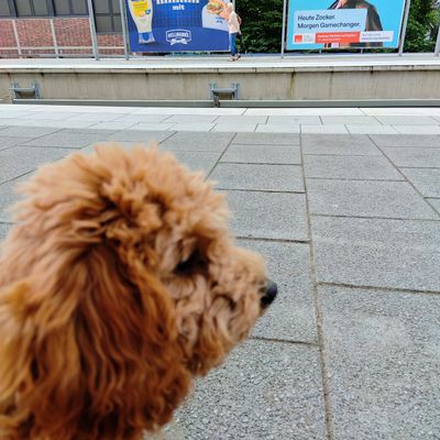 Polly sitzt auf einem Bahnsteig und schaut aufmerksam zu zwei großen Werbeplakaten hinüber.