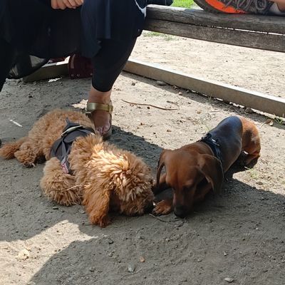 Polly liegt draußen im Sand neben einem Dackel und schnüffelt mit ihm unter einer Bank.