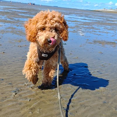 Polly steht mit Leine auf dem nassen Strand und leckt sich die Schnauze.