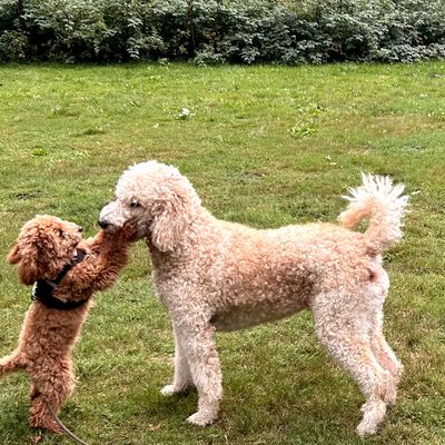 Polly, ein apricotfarbener Zwergpudel-Welpe, spielt auf einer Wiese mit einem größeren Pudel