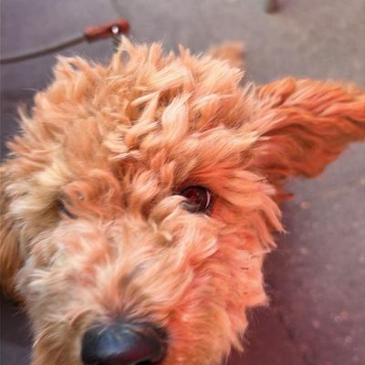 Polly, ein apricotfarbener Zwergpudel-Welpe, blickt neugierig ganz nah in die Kamera.