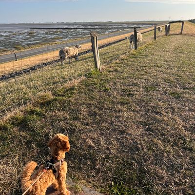 Polly steht angeleint auf einem grasigen Deich und schaut zu Schafen auf der Weide hinüber.