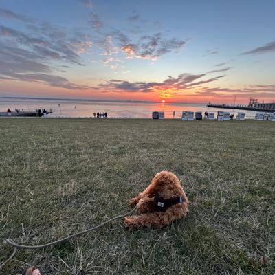 Polly liegt auf einer Wiese am Wasser und blickt beim Sonnenuntergang entspannt umher.