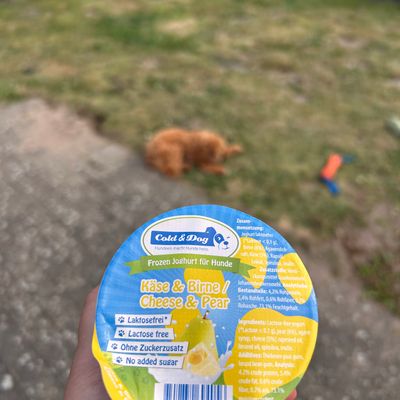 Polly liegt draußen auf dem Rasen, während im Vordergrund ein Becher Hundeeis mit Käse und Birne gehalten wird.