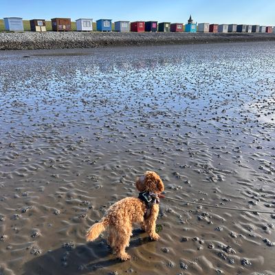 Polly steht am Strand im schlammigen Watt und schaut zu bunten Strandhütten hinüber.