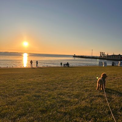 Polly steht angeleint auf einer Wiese am Wasser und schaut in den Sonnenuntergang.