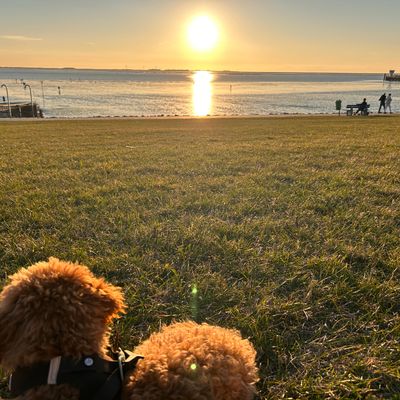 Polly sitzt im Gras am Ufer und schaut auf den Sonnenuntergang über dem Wasser.