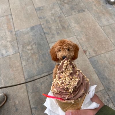 Polly steht auf dem Boden und schaut neugierig auf ein Eis in der Hand.
