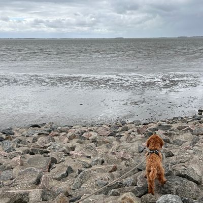 Polly steht an einem steinigen Ufer und schaut aufs Wasser hinaus.