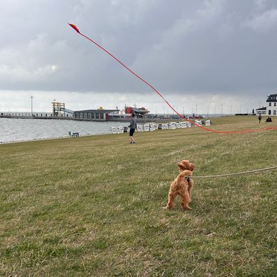 Polly steht angeleint auf einer Wiese am Wasser und schaut zu einem großen roten Drachen am Himmel.