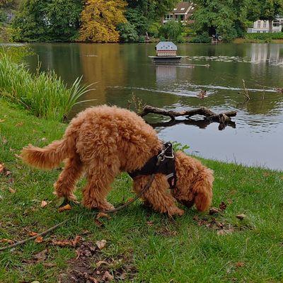 Polly schnüffelt an einem Uferweg am See im Gras.