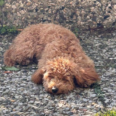 Polly, ein apricotfarbener Zwergpudel-Welpe, liegt entspannt auf einem Kiesweg mit dem Kopf auf dem Boden.