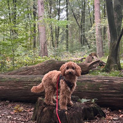Polly steht im Wald auf einem Baumstumpf vor gefällten Baumstämmen