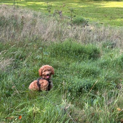 Polly sitzt mit Geschirr im hohen Gras auf einer grünen Wiese und schaut aufmerksam in die Kamera.