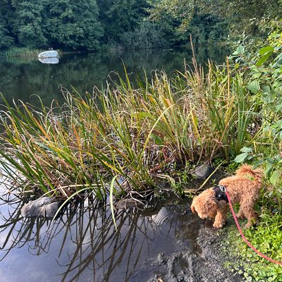 Polly schnüffelt am Ufer eines ruhigen Sees zwischen Schilf und Pflanzen.