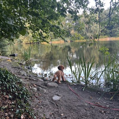 Polly steht mit Leine am Ufer eines ruhigen Sees und schaut ins Wasser