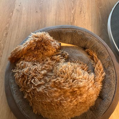 Polly liegt zusammengerollt und schläft gemütlich in ihrem runden Hundebett auf dem Holzboden.
