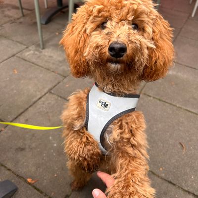 Polly steht auf den Hinterbeinen und gibt Pfötchen im Außenbereich eines Cafés.