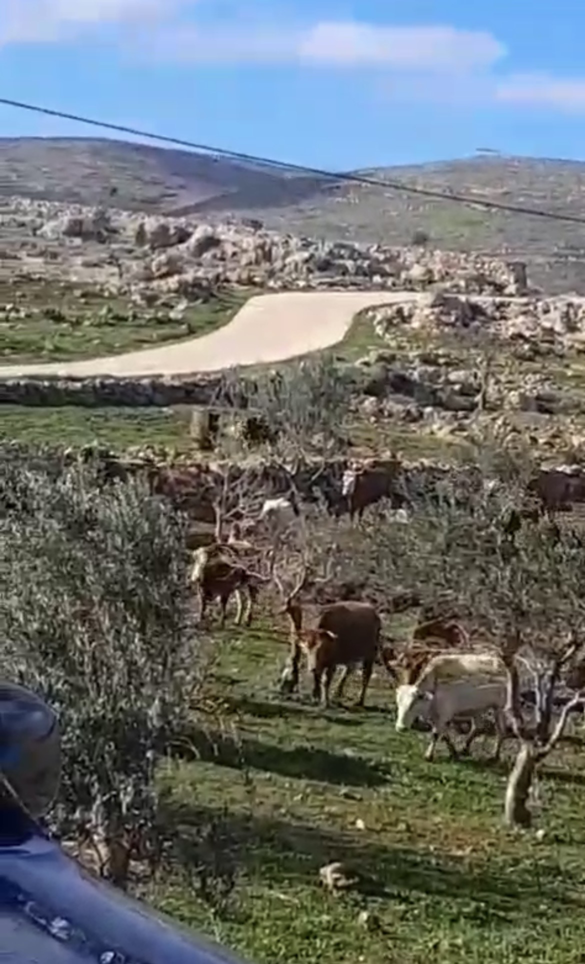 مستوطنون يطلقون مواشيهم قرب بلدة دوما جنوب نابلس