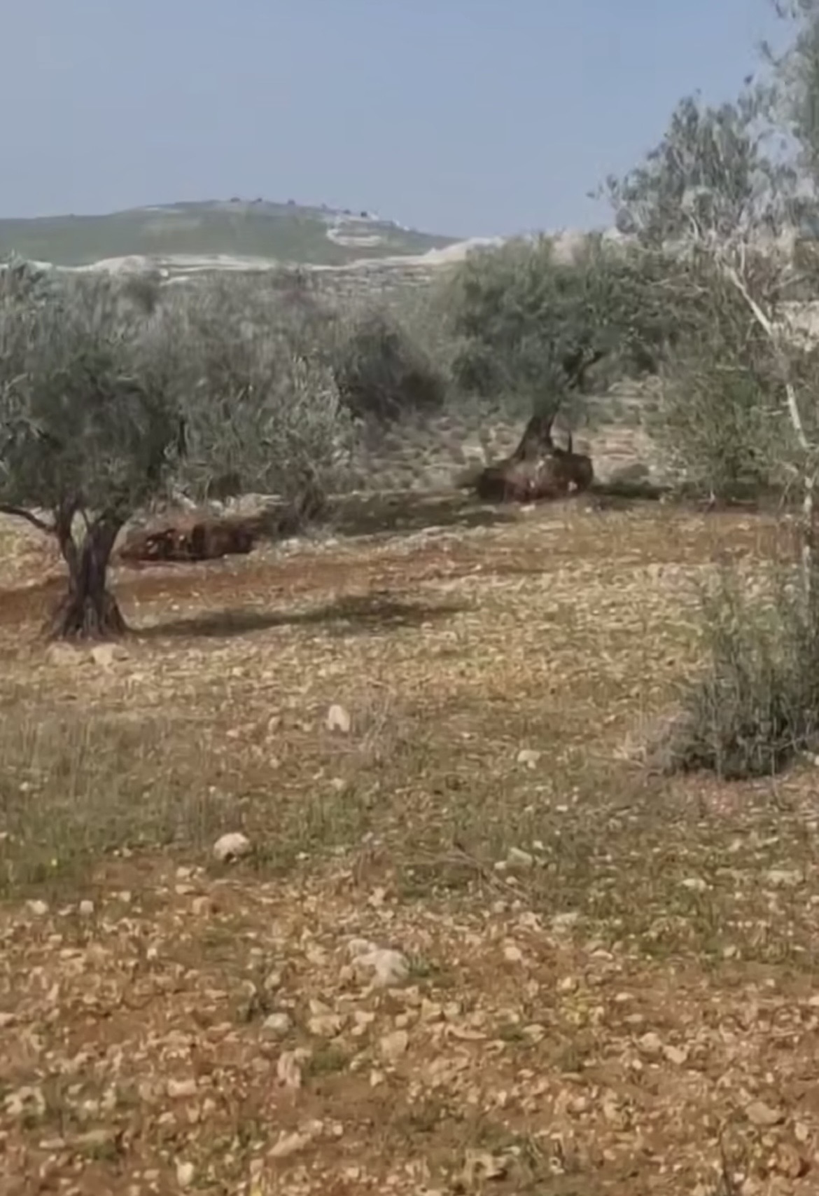 صورة الاشعار