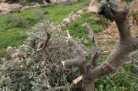 Image of Israeli military officer statement