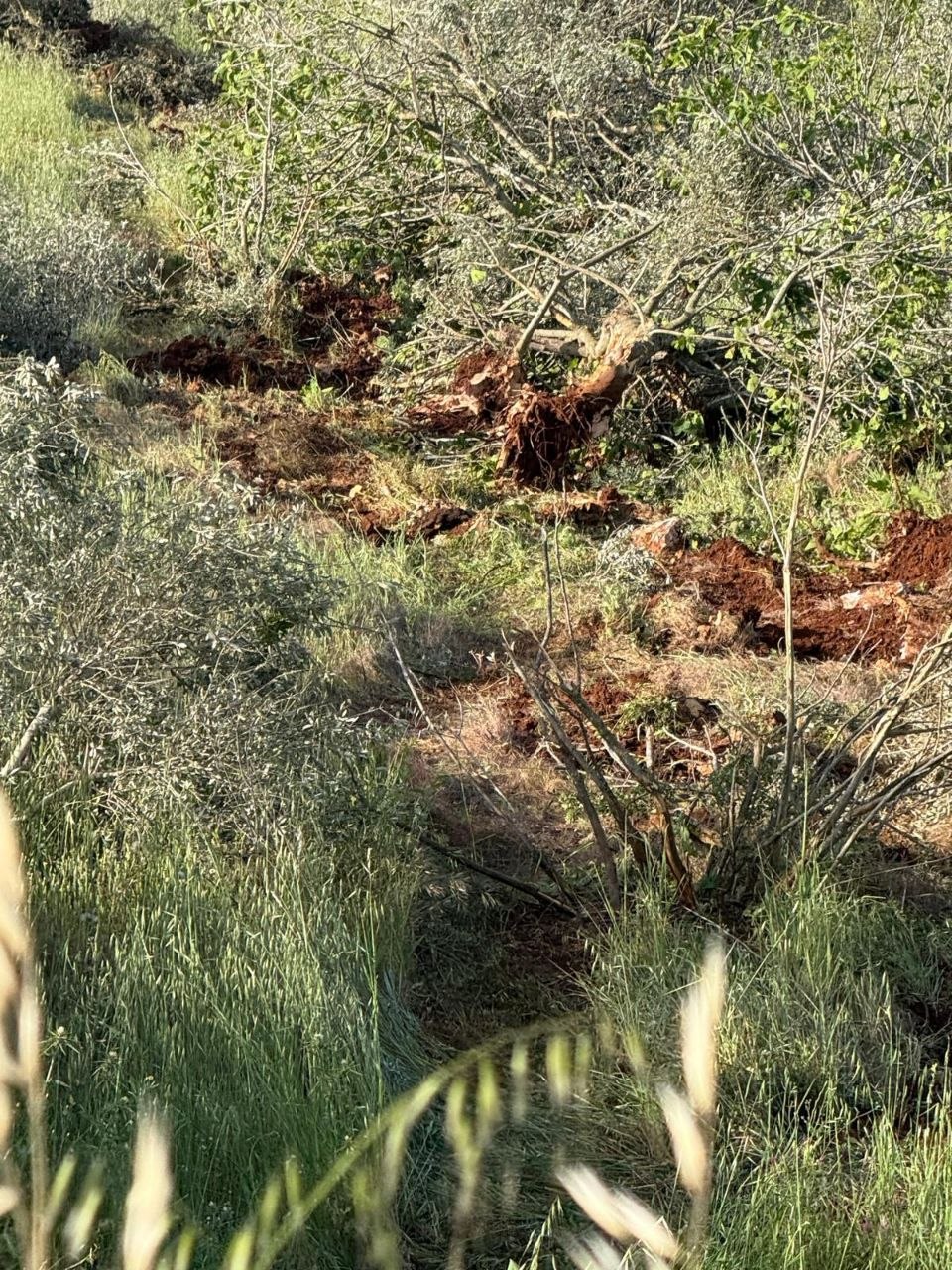 رام الله: مستوطنون يقطعون أكثر من 400 شجرة زيتون في ترمسعيا