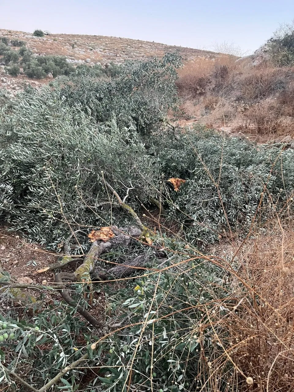 مستوطنون يقتلعون أشجار زيتون مثمرة من أراضي نعلين غرب رام الله