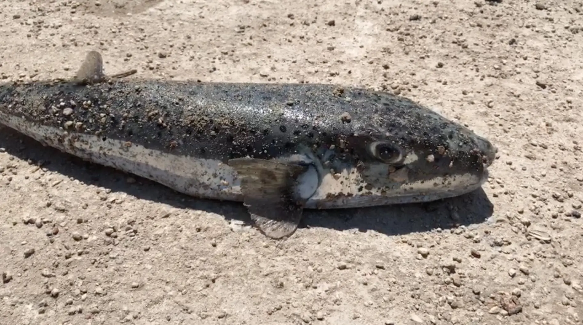 Image of Israeli military officer statement