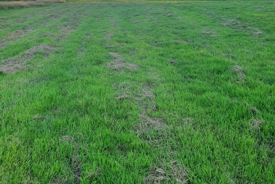 Land at Cookbury, EX22 7YJ | Auction Agent Land and Property Auction House UK