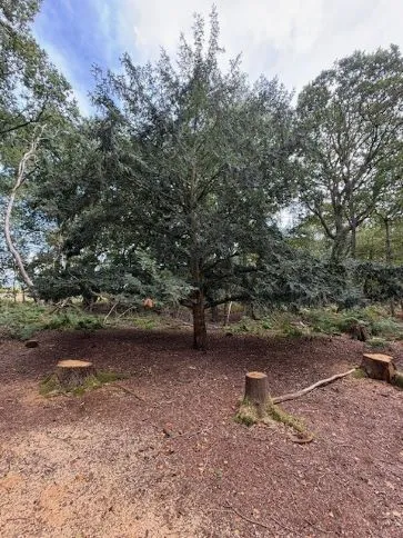 Property for Auction in East Anglia - Stonebeck, 2 Cromer Road, Hainford, Norwich, Norfolk NR10 3AT
