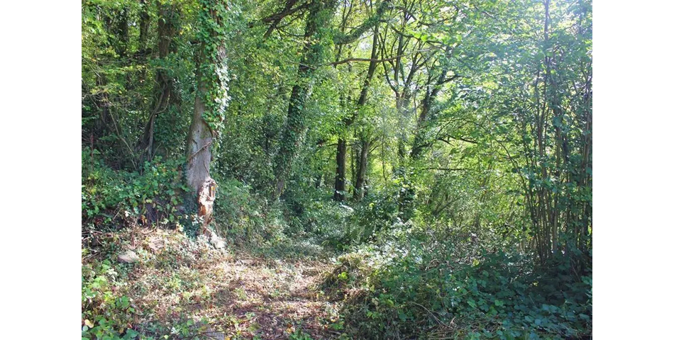 8 acres of restored ancient broadleaved woodland in the Wye Valley AONB